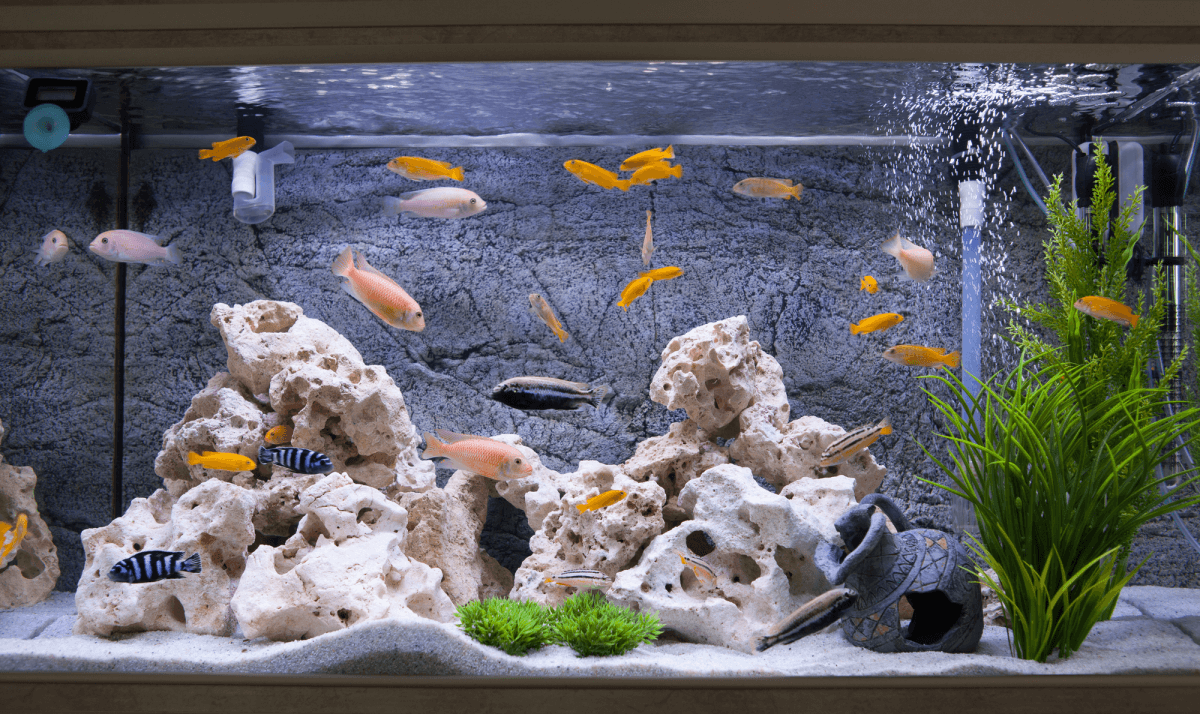 A home aquarium