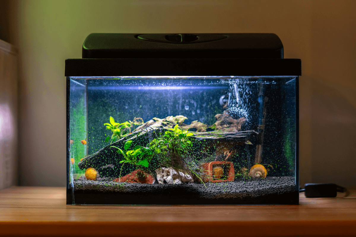 A home aquarium