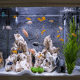 A home aquarium with fish